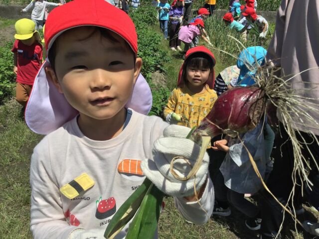玉ねぎ畑に行って収穫したよ！

#フルムーンインターナショナルこども園おおの
#5歳児
#玉ねぎ畑
#虫
#収穫